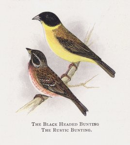 Siyah Başlı Kiraz Kuşu, Rustik Kiraz Kuşu by Alexander Francis Lydon