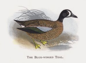 Mavi Kanatlı Teal by Alexander Francis Lydon