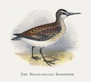 Geniş Gagalı Sandpiper by Alexander Francis Lydon