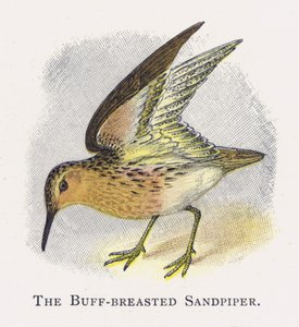 Buff göğüslü Sandpiper by Alexander Francis Lydon