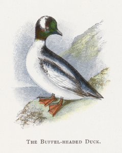 Buffel başlı ördek by Alexander Francis Lydon