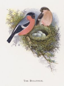 şakrak kuşu by Alexander Francis Lydon