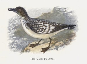 Fulmar Burnu by Alexander Francis Lydon