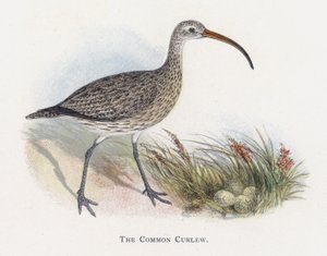 Ortak Curlew by Alexander Francis Lydon