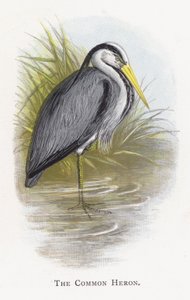 Ortak Balıkçıl by Alexander Francis Lydon