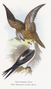 Ortak Uçurtma, Kırlangıç Kuyruklu Uçurtma by Alexander Francis Lydon