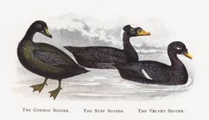 Ortak Scoter, Sörf Scoter, Kadife Scoter by Alexander Francis Lydon