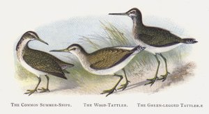 Ortak Yaz-Çulluğu, Tahta-Tattler, Yeşil Bacaklı Tattler by Alexander Francis Lydon