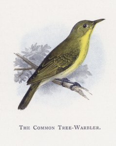Ortak Ağaç-Warbler by Alexander Francis Lydon