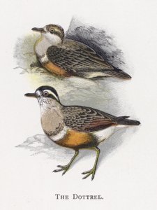Dottrel by Alexander Francis Lydon