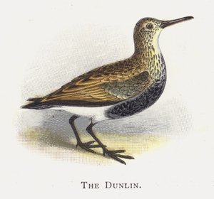 Dunlin by Alexander Francis Lydon