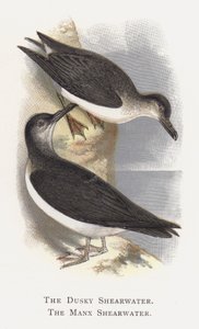 Dusky Shearwater, Manx Shearwater by Alexander Francis Lydon