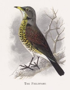 Fieldfare by Alexander Francis Lydon