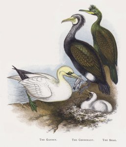 Gannet, Karabatak, Sevişmek by Alexander Francis Lydon