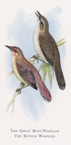 Büyük Reed-Warbler, Kızıl Ötleğen by Alexander Francis Lydon