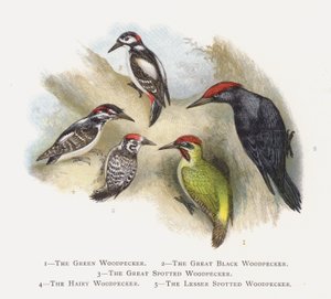 Yeşil Ağaçkakan, Büyük Kara Ağaçkakan, Büyük Benekli Ağaçkakan, Tüylü Ağaçkakan, Küçük Benekli Ağaçkakan by Alexander Francis Lydon