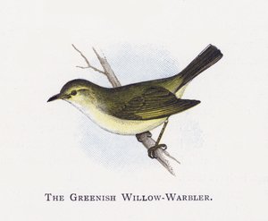 Yeşilimsi Söğüt-Warbler by Alexander Francis Lydon