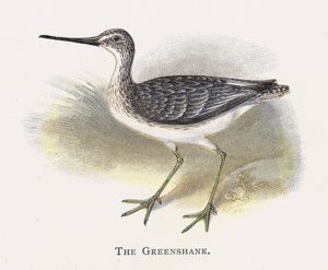 Yeşilhank by Alexander Francis Lydon