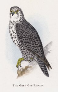 Gri Gyr-Falcon by Alexander Francis Lydon