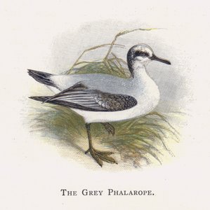Gri Phalarope by Alexander Francis Lydon