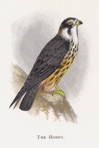 Hobi by Alexander Francis Lydon