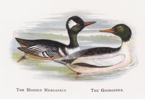 Kapşonlu Merganser, Goosander by Alexander Francis Lydon