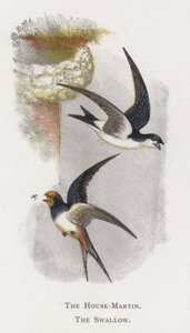 Ev-Martin, Kırlangıç by Alexander Francis Lydon