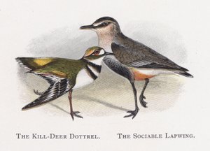 Killdeer Dotterel, Sosyal Kız Kuşu by Alexander Francis Lydon