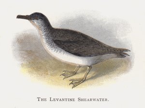 Levanten yelkovanı by Alexander Francis Lydon