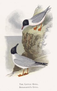 Küçük Martı, Bonapart Martı by Alexander Francis Lydon