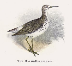 Marsh-Greenshank by Alexander Francis Lydon