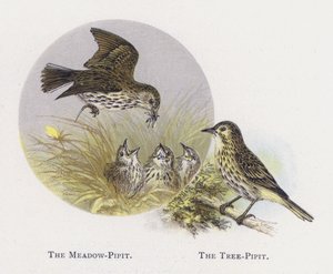 Çayır-Pipit, Ağaç-Pipit by Alexander Francis Lydon