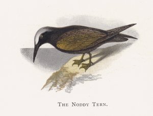 Noddy Sumru by Alexander Francis Lydon