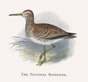 Pektoral Sandpiper by Alexander Francis Lydon