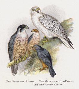 Peregrine Falcon, Grönland Gyr-Falcon, Kızıl Ayaklı Kerkenez by Alexander Francis Lydon