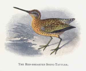 Kızıl Göğüslü Snipe-Tattler by Alexander Francis Lydon