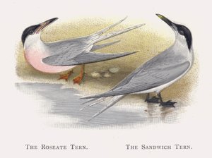 Roseate Sumru, Sandviç Sumru by Alexander Francis Lydon