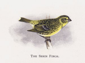 Serin Finch by Alexander Francis Lydon