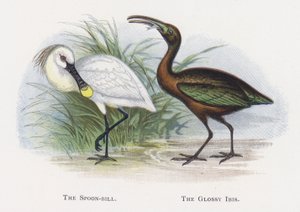 Kaşık-fatura, The Glossy Ibis by Alexander Francis Lydon