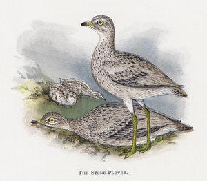 Taş-Plover by Alexander Francis Lydon