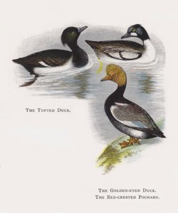 Tepeli Ördek, Altın Gözlü Ördek, Kızıl Tepeli Pochard by Alexander Francis Lydon