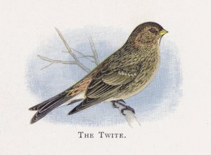 Twite by Alexander Francis Lydon