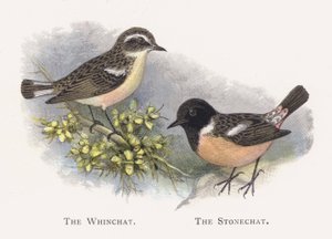 The Winchat, Stonechat by Alexander Francis Lydon
