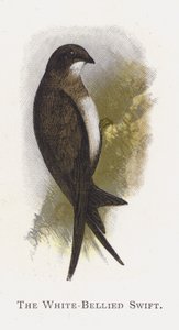 Beyaz Karınlı Swift by Alexander Francis Lydon