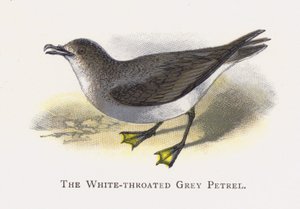 Beyaz boğazlı Gri Petrel by Alexander Francis Lydon