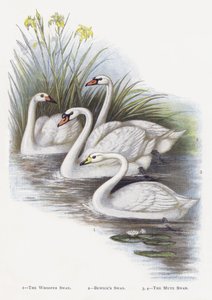 Öğütücü Kuğu, Bewicks Kuğu, Sessiz Kuğu by Alexander Francis Lydon