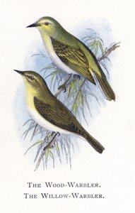 Wood-Warbler, Willow-Warbler by Alexander Francis Lydon
