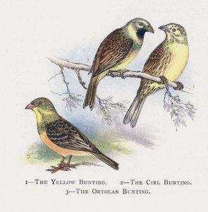 Sarı Kiraz Kuşu, Çember Kiraz Kuşu, Ortolan Kiraz Kuşu by Alexander Francis Lydon