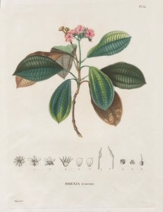 Yeni Kıtanın Ekinoks Bölgelerine Yolculuk, 1709-1804 Yıllarında Yapılan: Melastomaceae Monografisi: No. 54 by Alexander, Freiherr von Humboldt