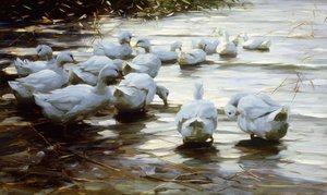 Sığ Su Kamışında Ördekler; Sığ Saz Suda Ördekler by Alexander Koester